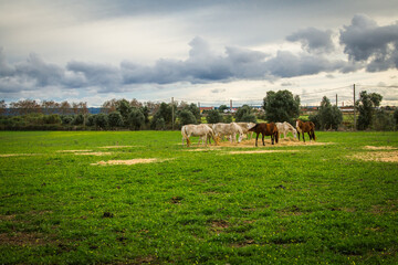 Fototapeta na wymiar Horses at the green prairie. Lusitan horses in Golega, Portugal