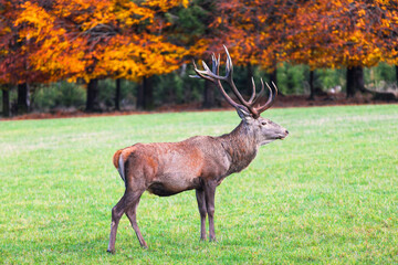 a deer in the autumn forest