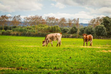 Naklejka na ściany i meble Cows in the green prairie on a sunny winter day