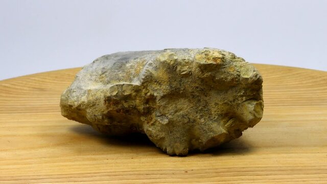 Jurassic ammonite Perilytoceras jurense with septa of inner kernel on a turn table