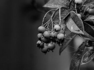 Red berries with green leaves, Christmas, Black and White