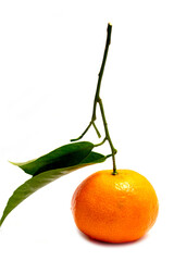 Single clementine on a white background