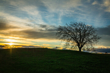 Fototapeta na wymiar Beautiful tree at sunset in the fields. Huge tree with no foliage in the fields