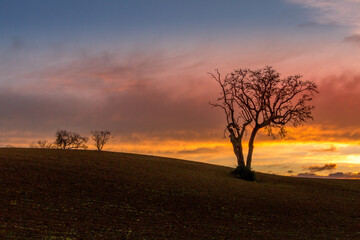 Beautiful tree at sunset in the fields. Huge tree with no foliage in the fields