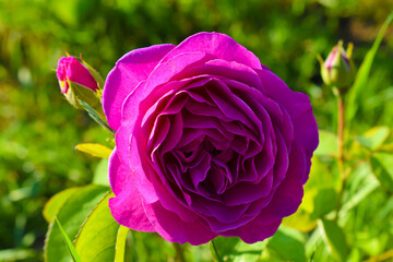 pink roses macro