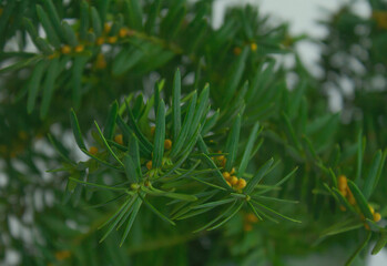 Naklejka na ściany i meble yew branches close-up. evergreen plant background.