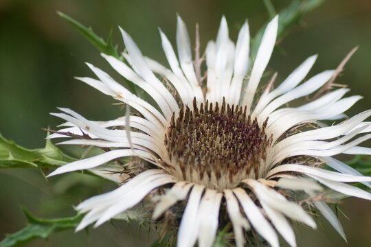fleur de montagne carline