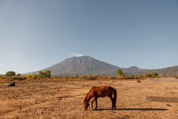 Colorful autumn landscape in the mountains with horse. Sunrise, warm yellow colors