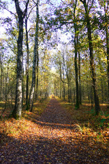 Obraz premium Autumn leaves in the Netherlands. nice forest scene. natural bush walk in the woods. With sunset and golden leaves nice for postcard etc Autumn and Winter in Holland.