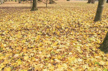 Autumn background yellow fallen leaves