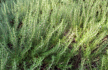 Background of green branches of rosemary