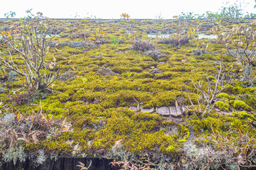 Old roof with green moss and tree. Close-up photo. The detail of moss on the green roof of the...