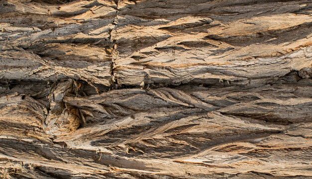 Old willow tree bark texture