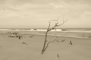 photography picture of a wonderful beautiful futuristic tree trunk against the backdrop of the sea horizon of nature.