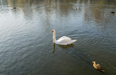 Fototapeta premium Background lake with swan and other birds