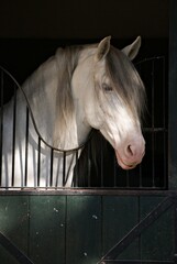 Face portrait of a carthusian spanish stallion in his box