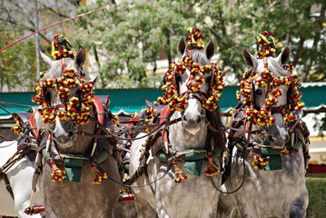 Fototapeta na wymiar Face portrait of three spanish horses in a traditional carriage competition in Spain