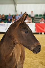 Face portrait of a young spanish foal