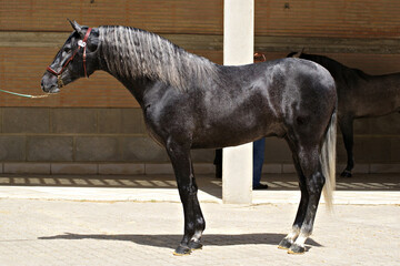 Full body portrait of a young spanish horse