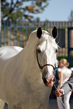 Face portrait of a white spanish horse stallion