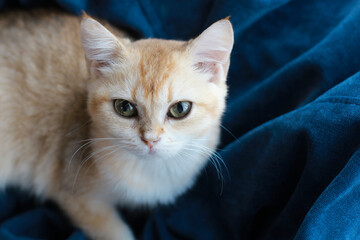 Close up of yellow kitten on a couch looking at the camera