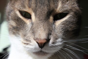 Portrait of a cute cat resting under the sun