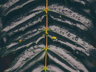 Leaves with geometrically pleasing line and rain drops