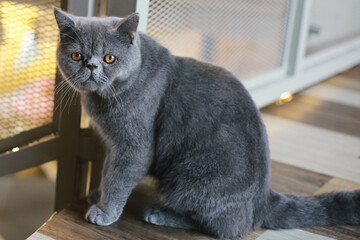 A cute gray british short hair cat with yellow eyes is sitting and looking at the camera seriously. 
