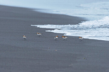 Sanderlinge am schwarzen Strand