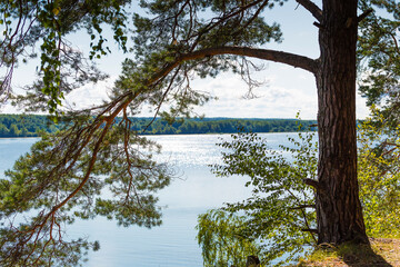 Obraz premium large and tall pine on the high bank of the Volga River