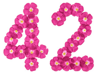Arabic numeral 42, forty two, from pink flowers of flax, isolated on white background