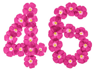 Fototapeta na wymiar Arabic numeral 46, forty six, from pink flowers of flax, isolated on white background