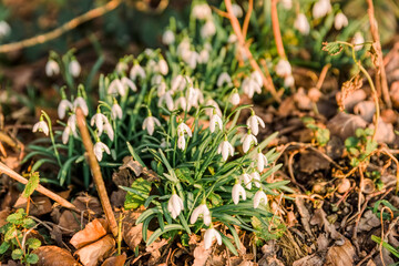 Snowdrop – Galanthus nivalis