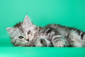 Siberian cat on green backgrounds