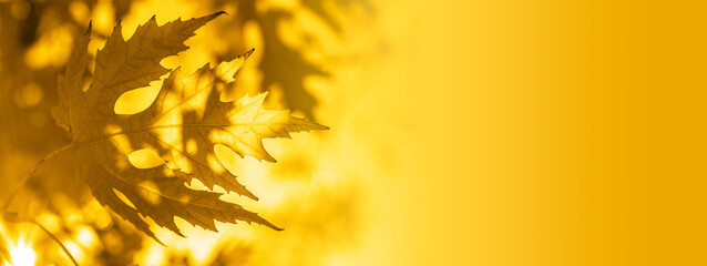 Fortuna gold color leaves bakcground, golden autumn leaves bakcground, color trends 2021