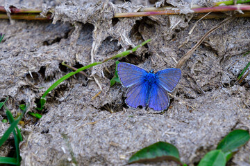 Hauhechel-Bläuling (Polyommatus icarus) in den Alpen	

