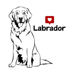 Golden retriver. Labrador dog portrait. Vector illustration
