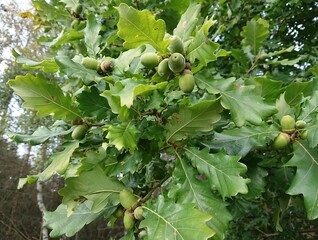 green oak acorns