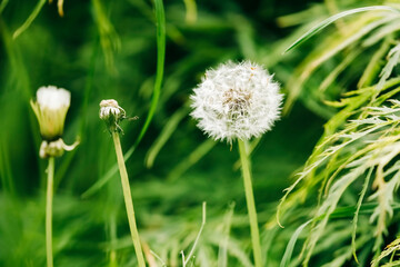 Close-up of dandelion blowball in garden