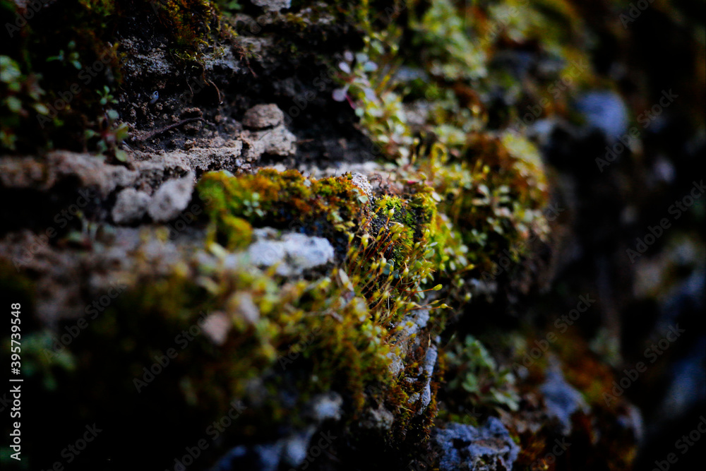 Wall mural moss on the rock