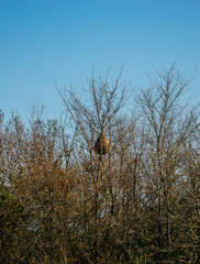Vendée, France; November 26, 2020: A huge hornet's nest in a tree, in a field in the town of Saint Gilles Croix de Vie.

