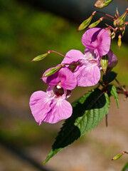 Drüsiges Springkraut,(Impatiens glandulifera)