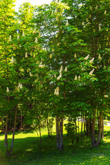 spring, blossom trees chestnuts