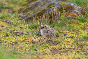 Küstenseeschwalbe Jungvogel