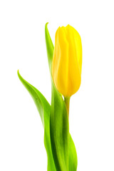 Yellow tulip on white background