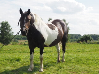 Obraz premium tied horse for a walk in the field. farming.