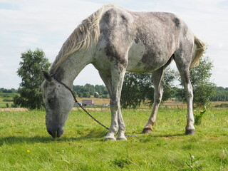 Obraz na płótnie Canvas gray horse walking in the field. farming.