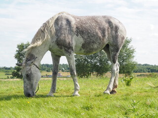 gray horse walking in the field. farming.