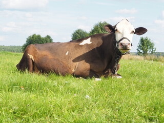 large dairy cow walking in the field. farming.