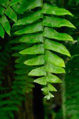Freshness Green leaf of Fern
